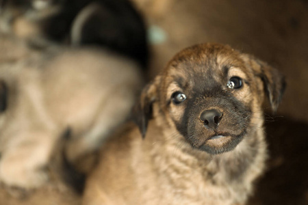 朋友 头发 照顾 颜色 可爱极了 宠物 生活 房子 犬科动物