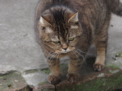 肖像 络腮胡子 猫科动物 野生动物 美丽的 外部 毛茸茸的