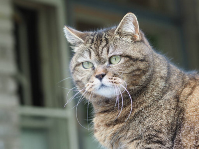 小猫 可爱极了 可爱的 动物 哺乳动物 外部 毛茸茸的 美丽的