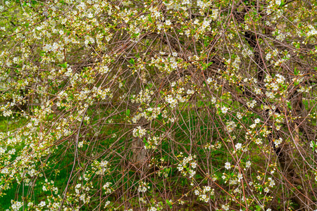 季节 日本 分支 日本人 花的 花瓣 树叶 粉红色 植物