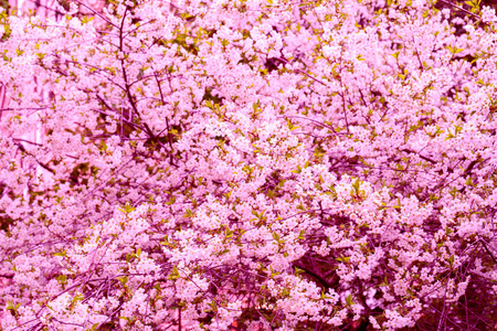 日本人 春天 季节 美丽的 美女 花园 公园 分支 花的