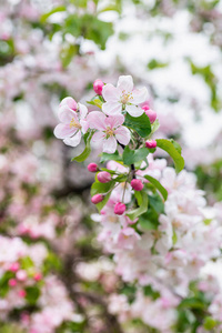 盛开 季节 特写镜头 苹果 春天 花的 植物区系 植物 美女