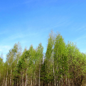 天空 季节 自然 木材 美丽的 环境 春天 森林 植物 风景