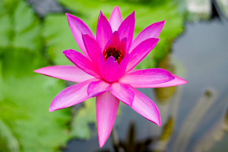 开花 和平 花粉 自然 睡莲 花瓣 佛陀 百合花 莲花 巴厘岛