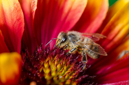 蜂蜜 自然 春天 缺陷 传粉 盛开 花粉 花瓣 花园 动物
