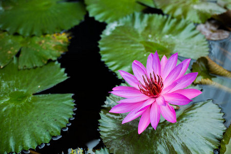 紫色 美女 巴厘岛 植物 特写镜头 树叶 开花 百合花 睡莲