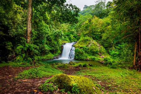 巴厘岛 树叶 池塘 旅游业 假期 旅行 自然 生态学 丛林