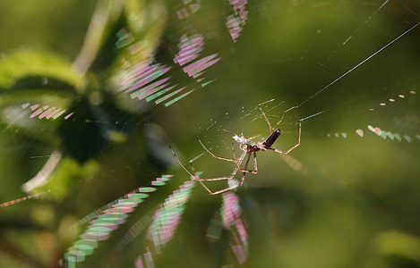昆虫 特写镜头 野生动物 蜘蛛网 捕食者 夏天 蜘蛛 自然
