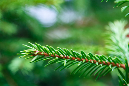 天气 松木 云杉 分支 假日 森林 圣诞节 冬天 自然 新的