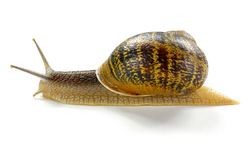 特写镜头 自然 腹足类 食物 蜗牛 软体动物 动物 花园