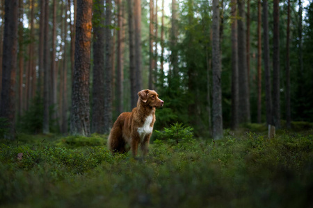 dog in the forest. Nova Scotia Duck Tolling Retriever in nature