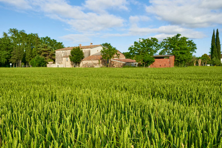 绿油油的麦田,阳光明媚的日子照片