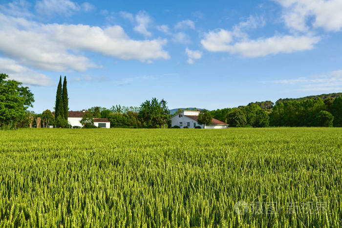 绿油油的麦田阳光明媚的日子