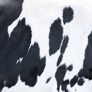 斑点牛部分黑白皮特写图片
