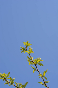 春天 花园 植物学 天空 自然 植物 分支