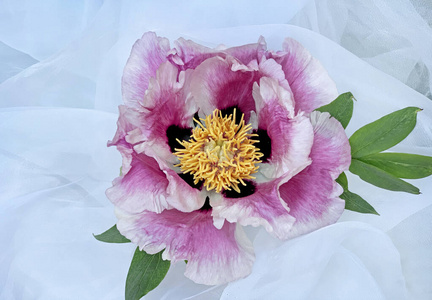  Pink peony with leaves on a white organza