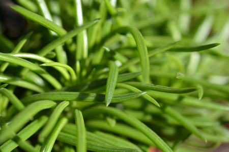 自然 植物学 植物