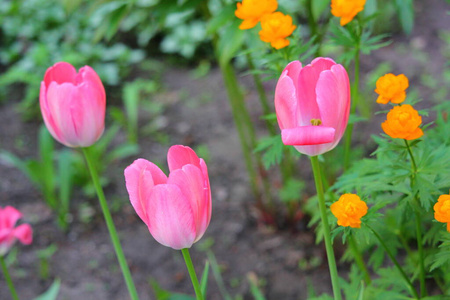 植物 粉红色 美丽的 公园 花园 颜色 春天 郁金香 花瓣