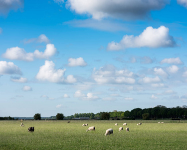 蓝天白云下草地上的绵羊