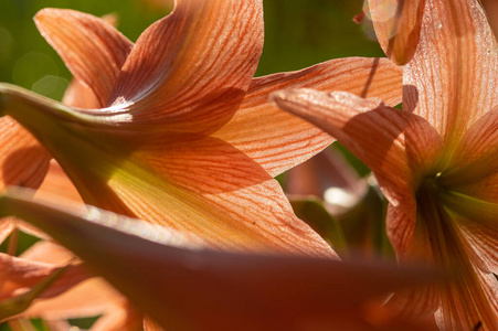 植物区系 植物 花的 春天 颜色 盛开 石蒜花 石蒜 美女