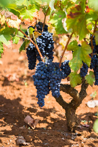 葡萄酒 水果 酒厂 萨伦托 自然 普利亚 食物 成长 紫色