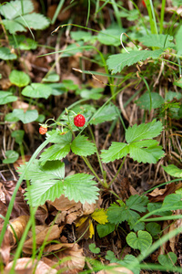 食物 森林 草莓 作物 甜点 花园 环境 自然 夏天 素食主义者