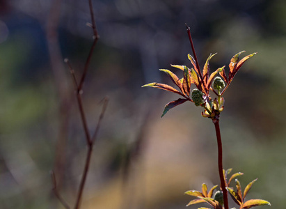 开花 春天 生长 树叶 特写镜头 颜色 自然 花的 分支