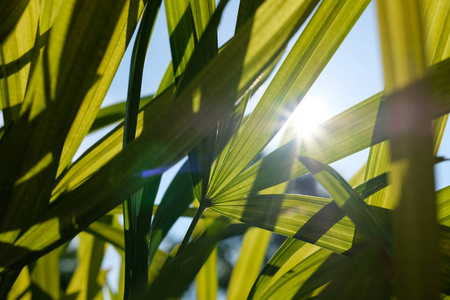 太阳 树叶 阴影 植物 天空 阳光 自然 棕榈