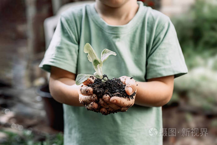 幼小的植物在小男孩手中发芽农业与环境保护