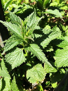 太阳 自然 公园 春天 荨麻 树叶 花园 夏天 森林 季节