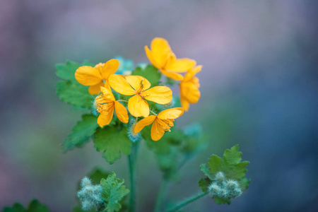 植物学 野花 春天 特写镜头 花瓣 领域 花的 白屈菜碱