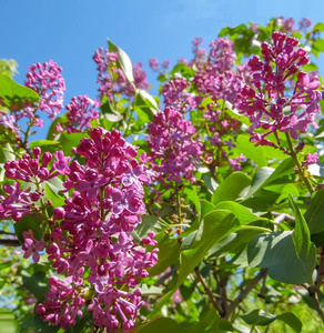 夏天 盛开 花瓣 开花 分支 自然 丁香花 花的 植物 粉红色