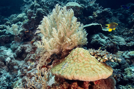 自然 生态系统 生态学 紫色 环境 潜水 水肺 海洋 生活