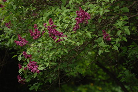 橄榄 万里无云 天空 树叶 丁香花 灌木 植物 分支 紫丁香