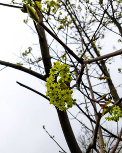 森林 公园 木材 自然 春天 植物 动物 季节 野生动物