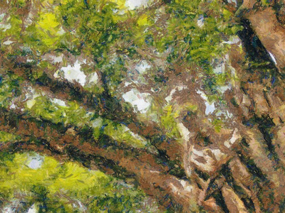 夏天 岩石 植物 公园 纹理 古老的 森林 木材 风景 自然