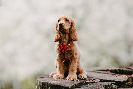 哺乳动物 自然 宠物 猎犬 肖像 可爱的 犬科动物 繁殖