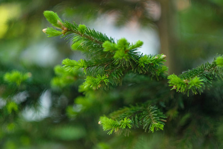 微距拍摄嫩绿冷杉树枝，特写。