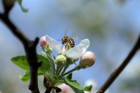 花瓣 植物区系 美丽的 雄蕊 苹果 花序 分支 自然 蜜蜂