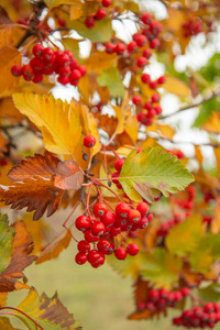 自然 颜色 太阳 墙纸 树叶 艺术 季节 美丽的 秋天 风景