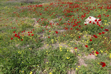 灌木 夏天 芳香 公园 季节 自然 花瓣 早晨 森林 林间空地