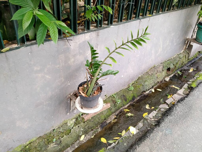 灌木 花的 插图 仙人掌 夏天 室内植物 生活 植物 植物区系