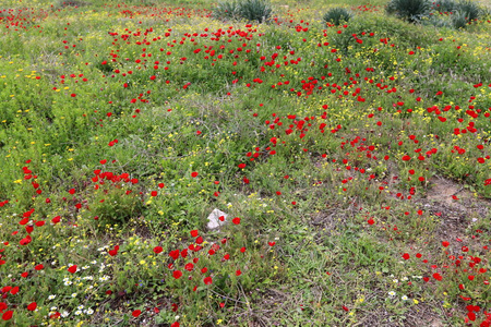 芳香 公园 林间空地 花园 以色列 早晨 银莲花 森林 季节