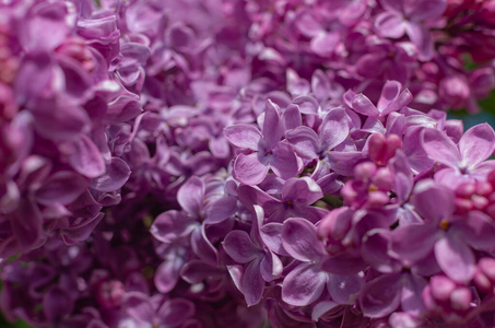 春天 分支 紫色 植物区系 植物 花瓣 季节 花园 墙纸