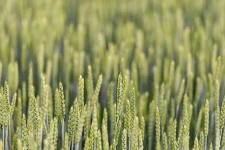 小麦 作物 太阳 阳光 农业 乡村 土地 国家 生长 黑麦