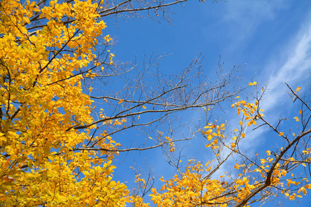 秋天 森林 树叶 场景 十一月 自然 分支 十月 阳光 公园