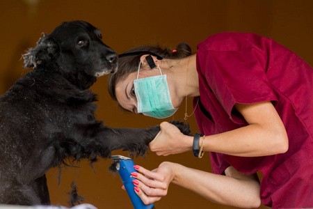 头发 发型 美女 犬科动物 可爱极了 可爱的 女人 繁殖