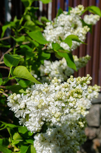 花园 开花 美丽的 灌木 夏天 花的 颜色 紫色 花瓣 墙纸