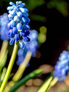 自然 风景 领域 紫罗兰 季节 盛开 特写镜头 葡萄 春天