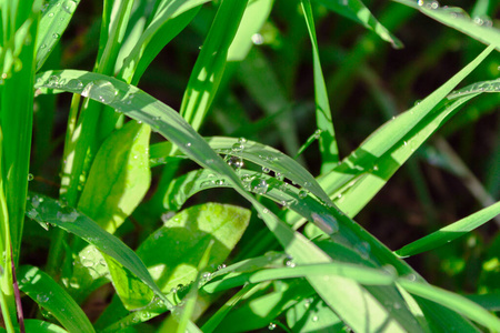 特写镜头 凝结 环境 领域 草坪 干草 阳光 雨滴 天气